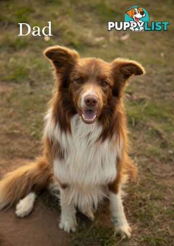 Purebred Border Collie Puppies