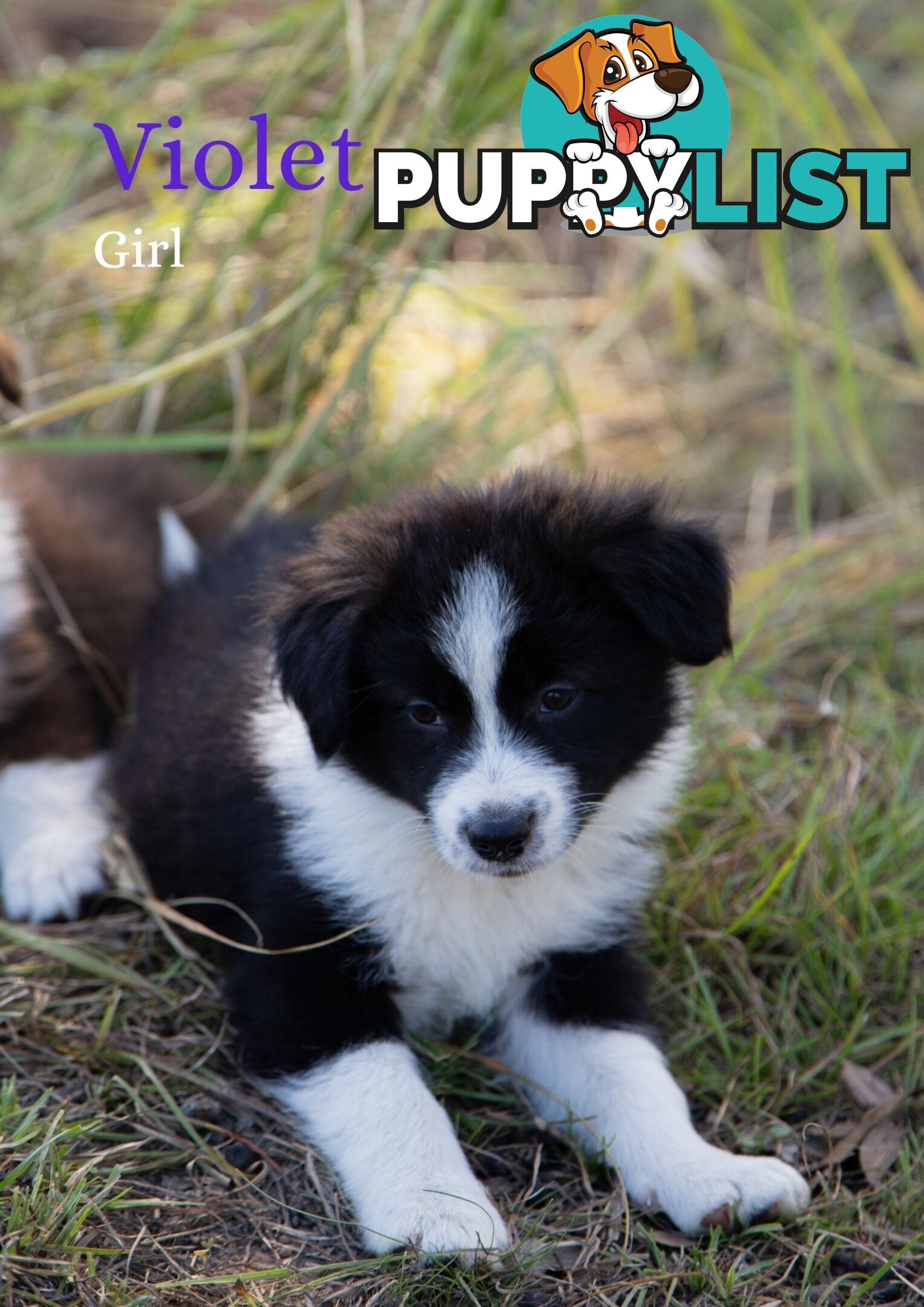 Purebred Border Collie Puppies