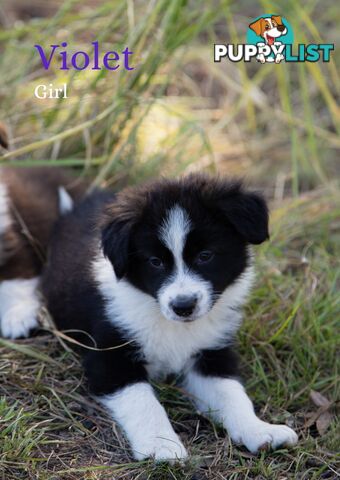 Purebred Border Collie Puppies