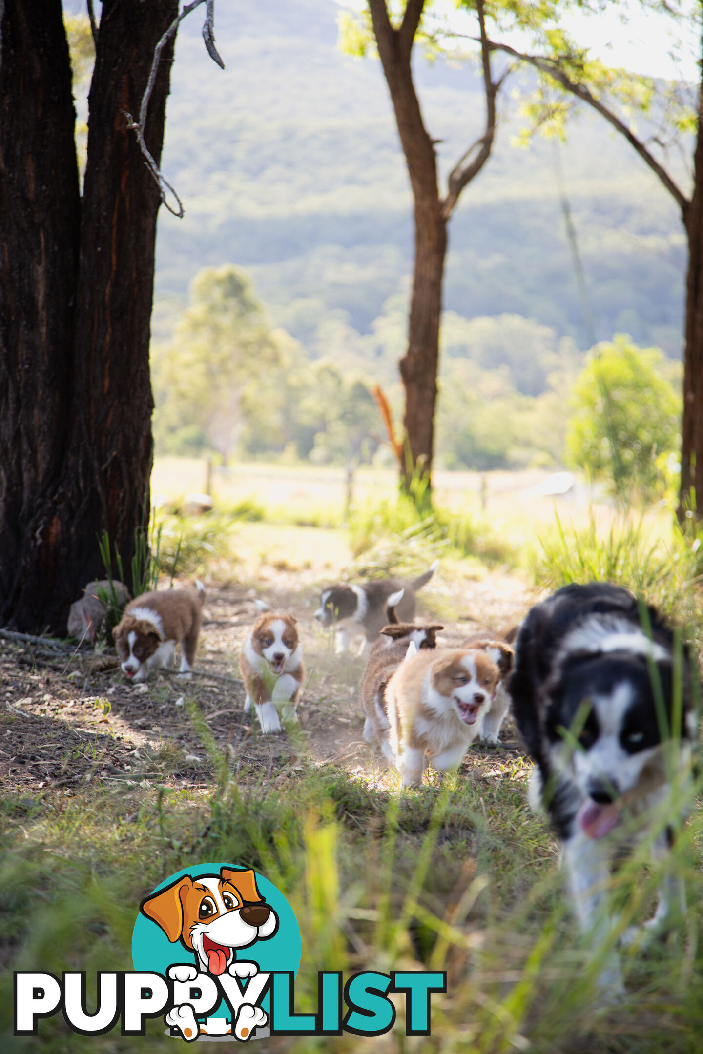 Purebred Border Collie Puppies