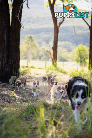 Purebred Border Collie Puppies