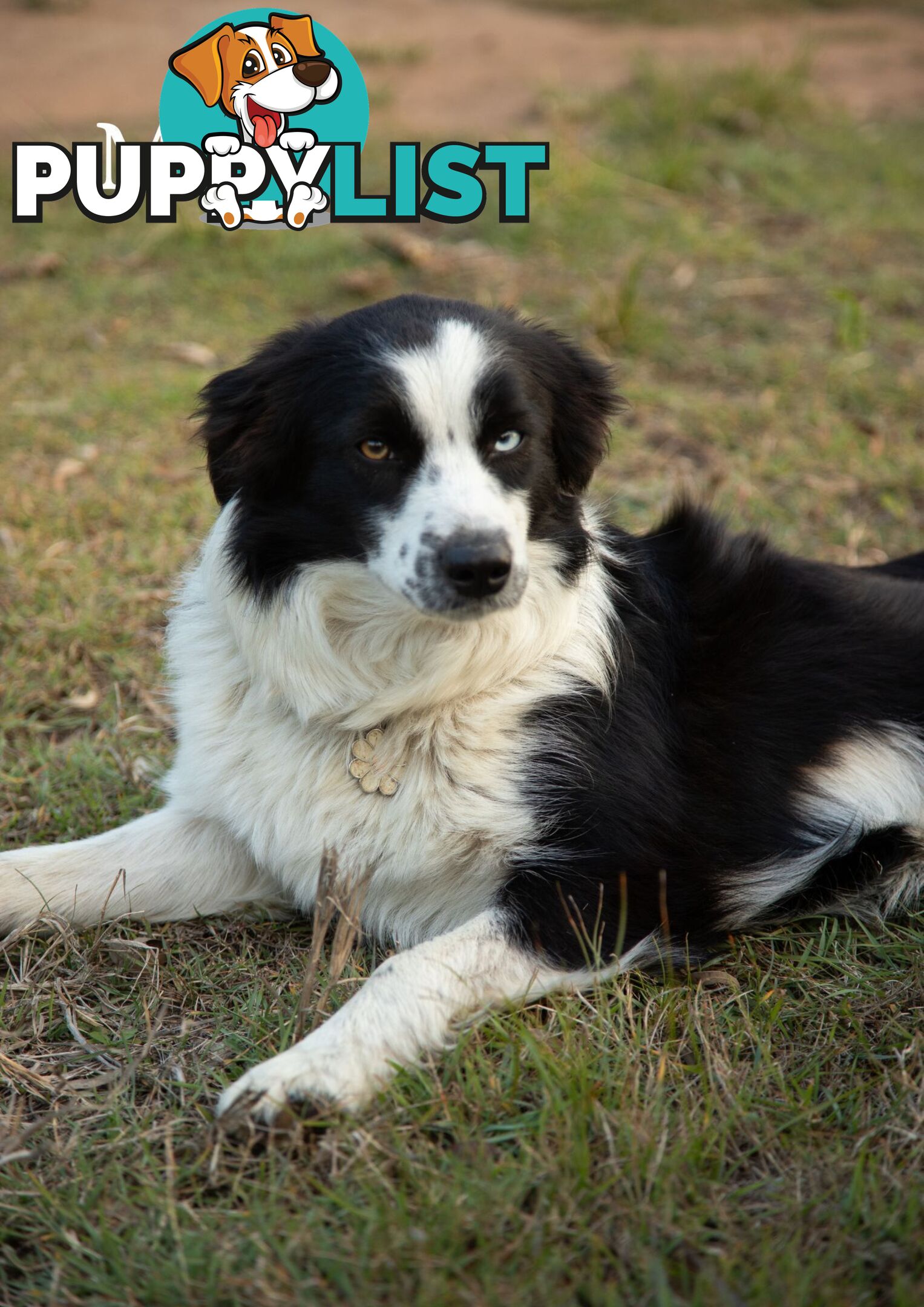 Purebred Border Collie Puppies