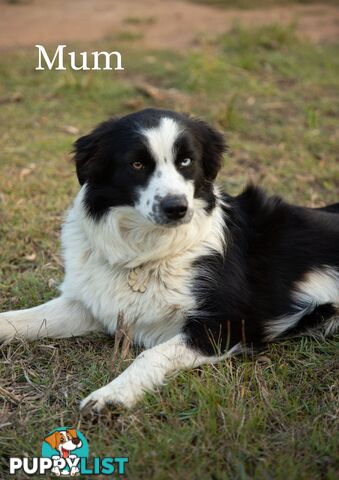 Purebred Border Collie Puppies