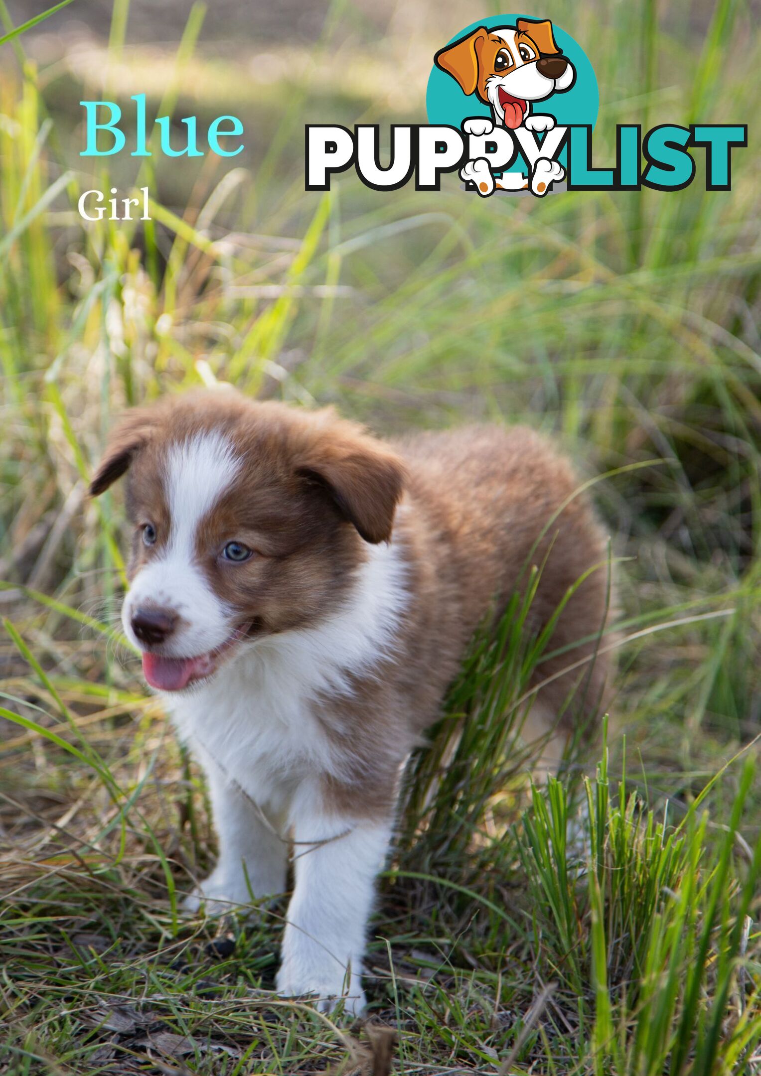 Purebred Border Collie Puppies