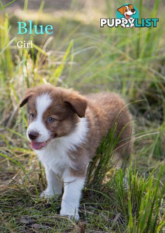 Purebred Border Collie Puppies