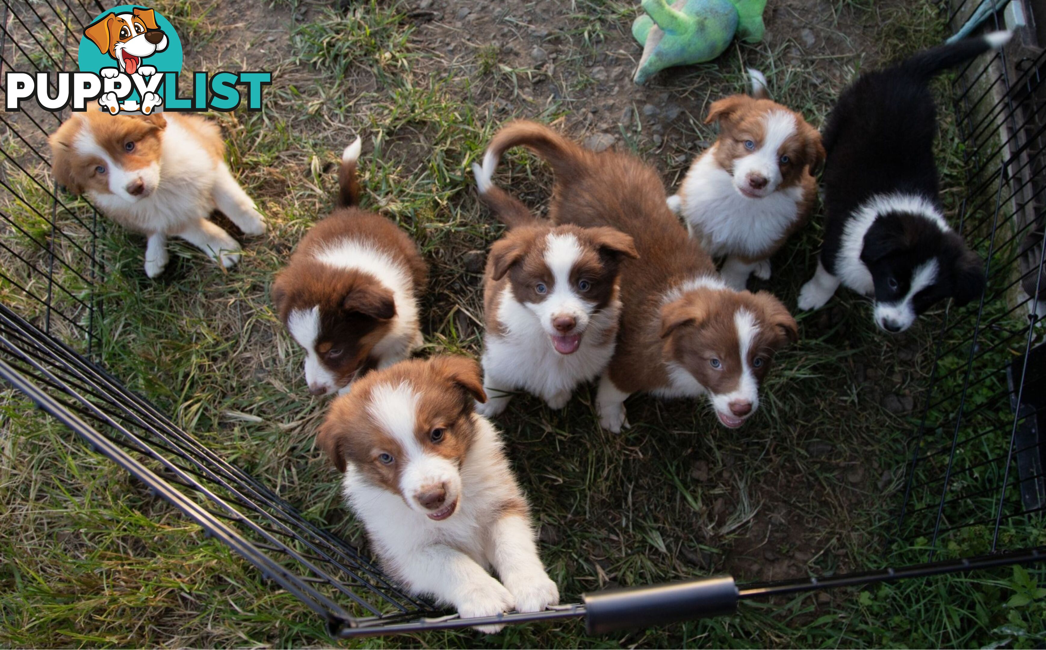 Purebred Border Collie Puppies