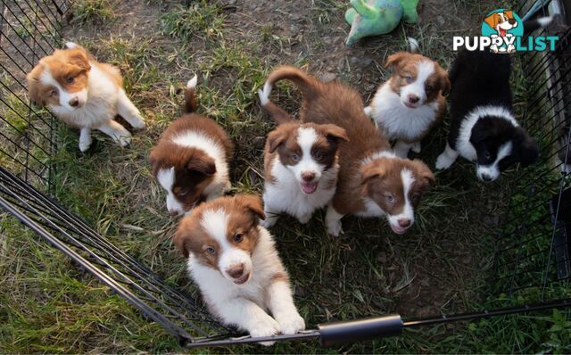 Purebred Border Collie Puppies