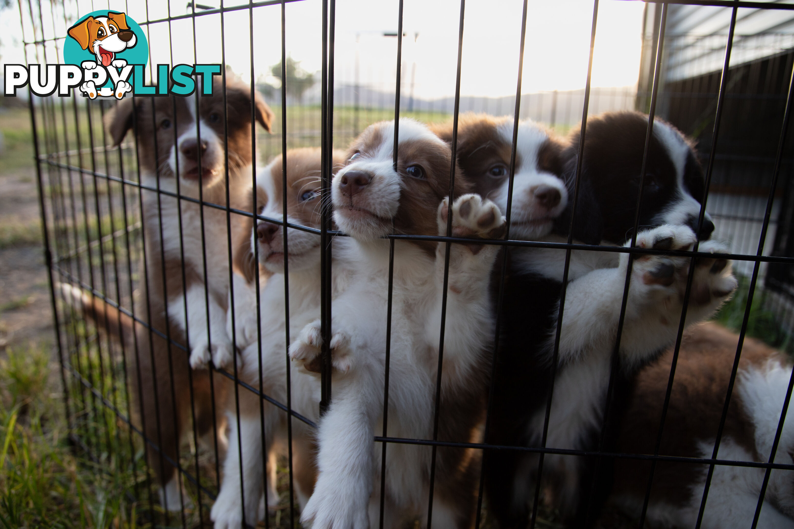 Purebred Border Collie Puppies