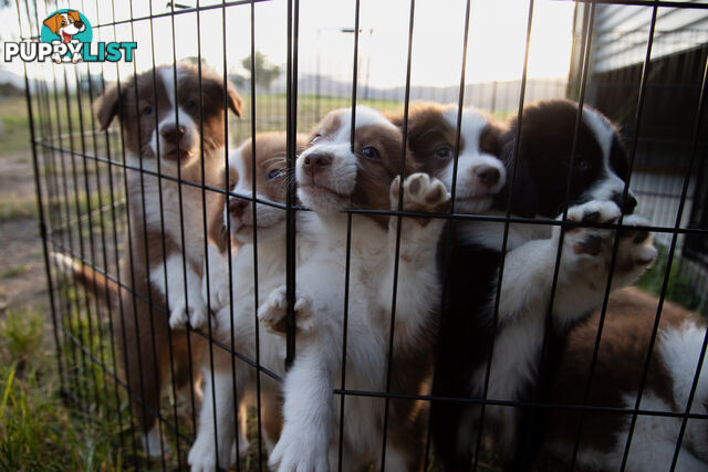 Purebred Border Collie Puppies