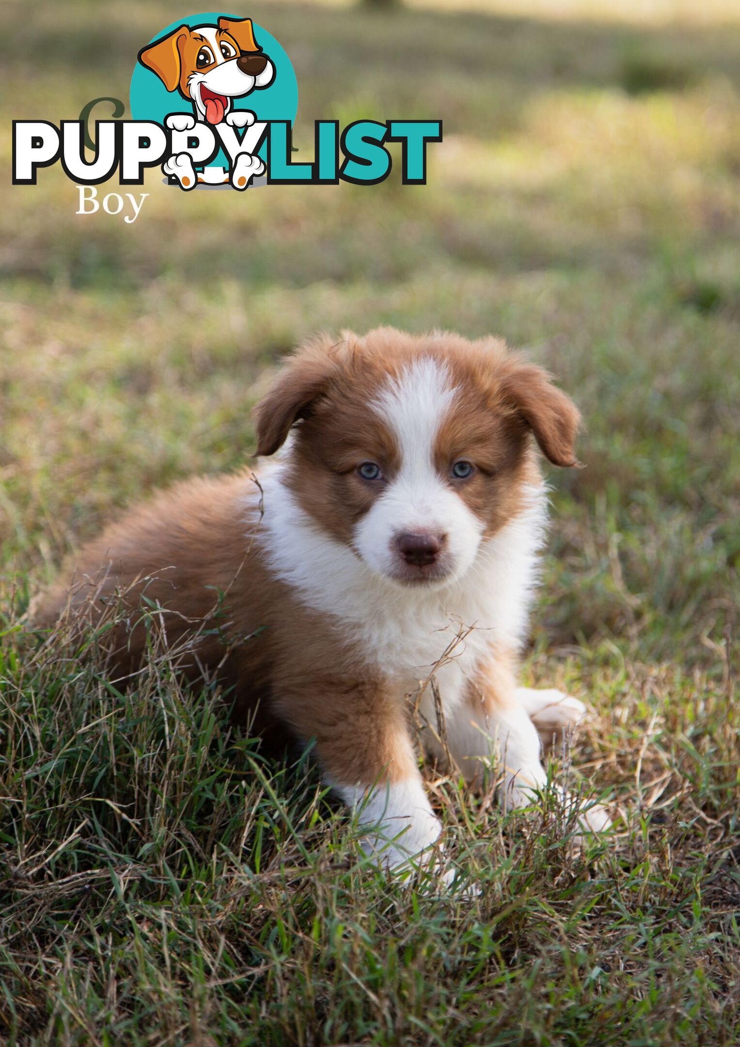 Purebred Border Collie Puppies