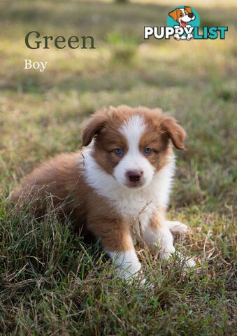 Purebred Border Collie Puppies