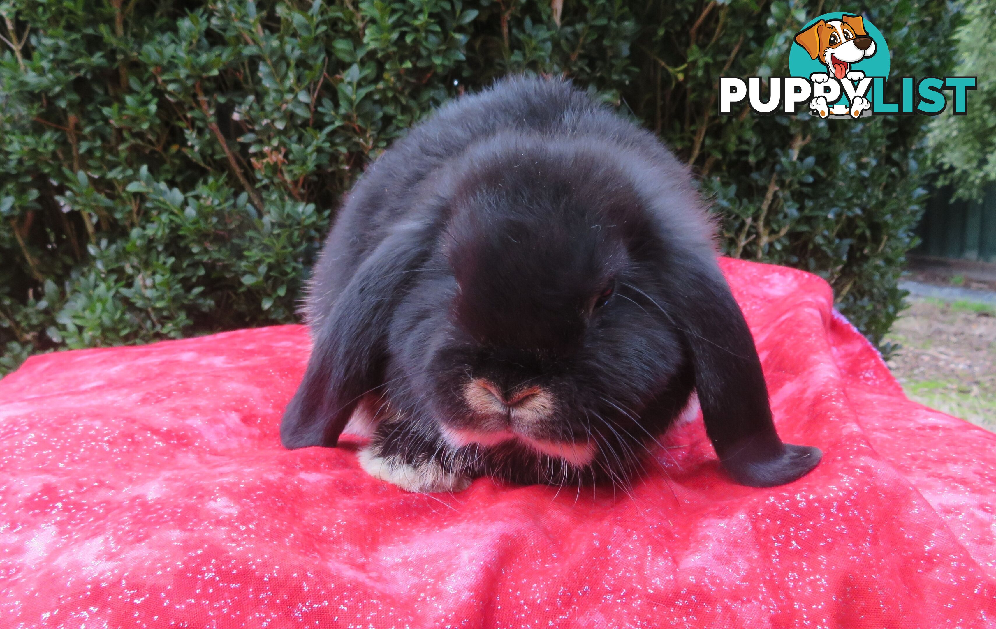 purebred baby mini lop rabbits