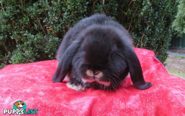 purebred baby mini lop rabbits