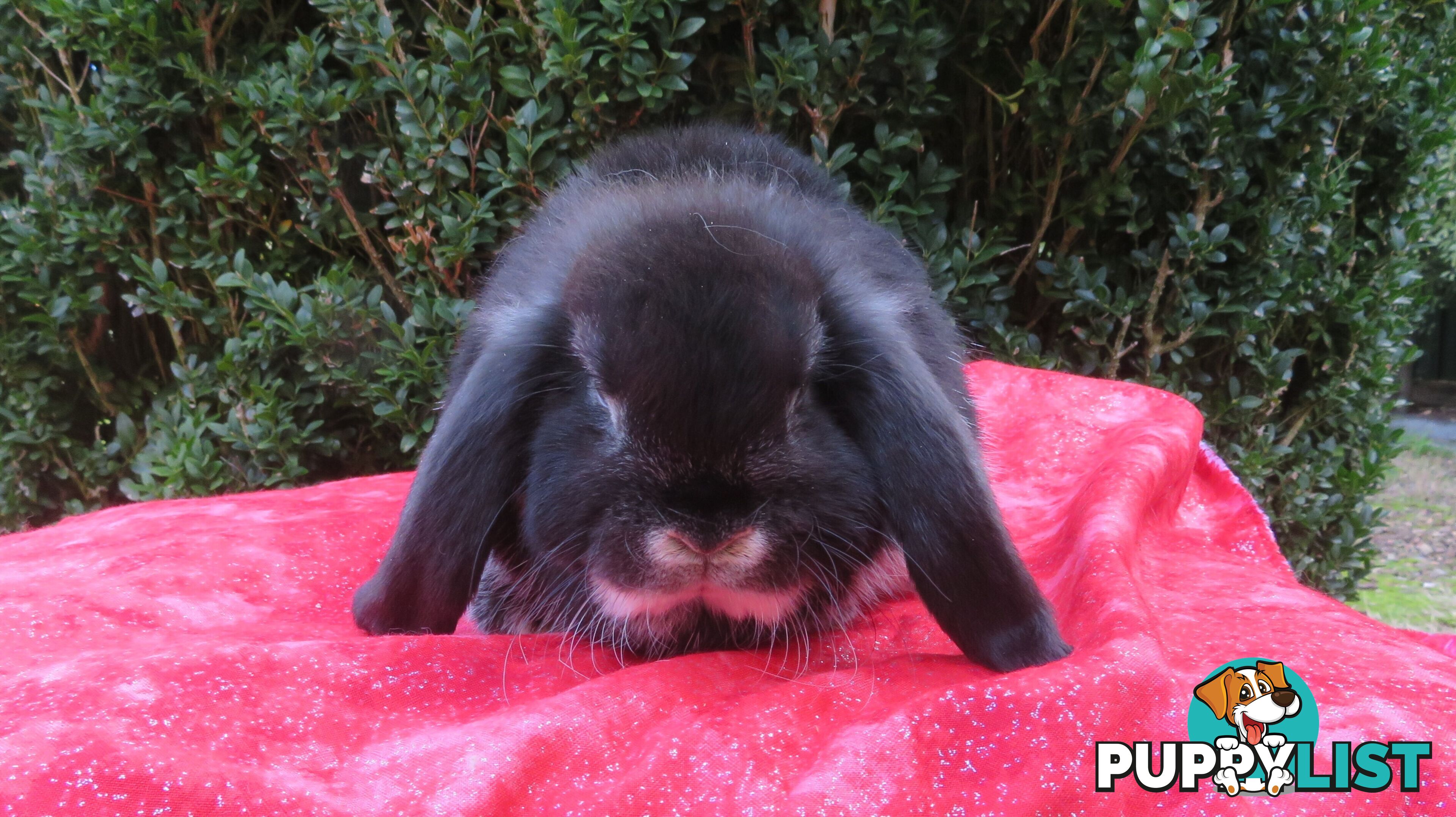 purebred baby mini lop rabbits