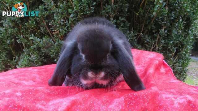 purebred baby mini lop rabbits