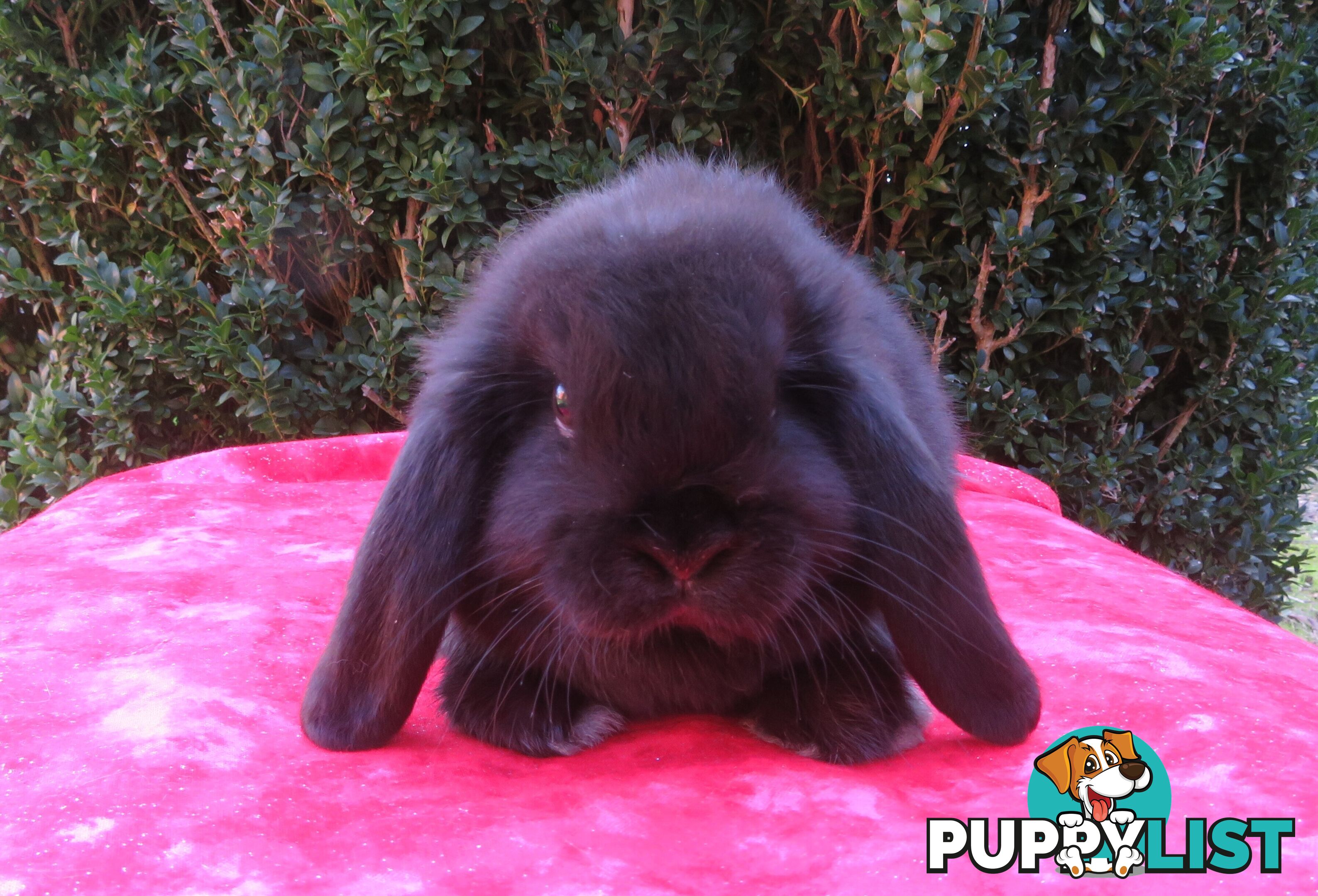 purebred baby mini lop rabbits