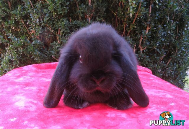 purebred baby mini lop rabbits