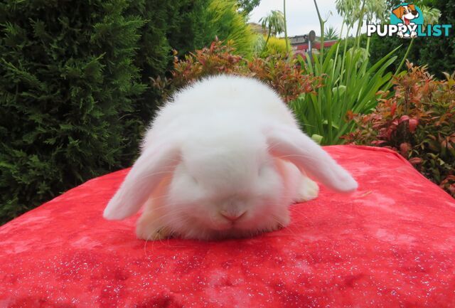 purebred baby mini lop rabbits