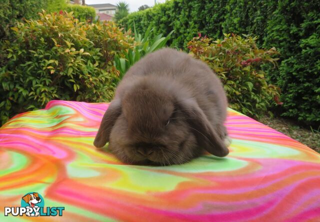 purebred baby mini lop rabbit