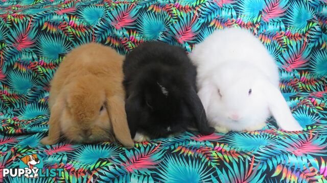 purebred baby mini lop rabbits