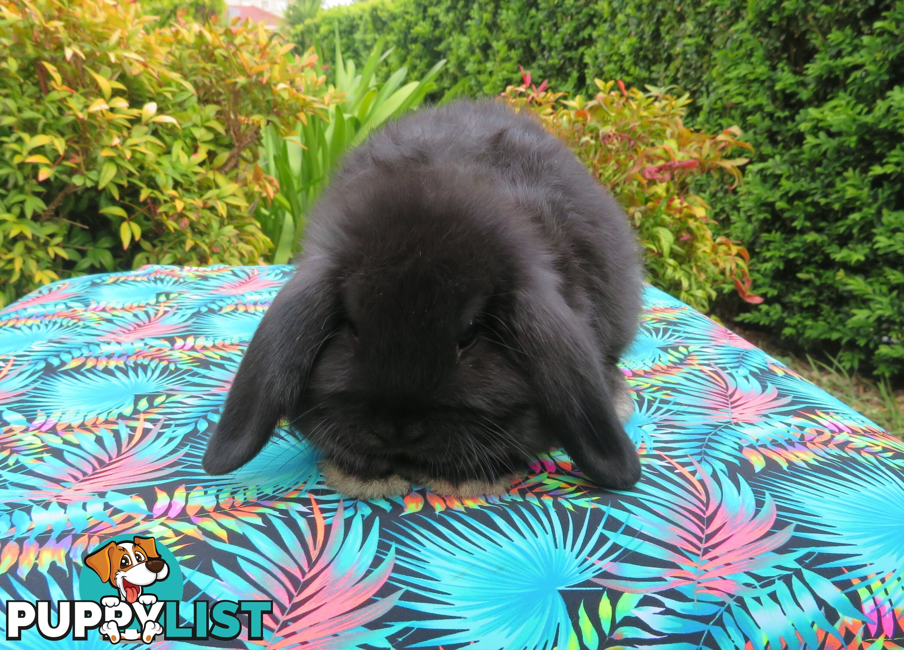 purebred baby mini lop rabbits