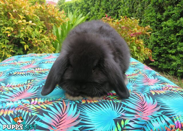 purebred baby mini lop rabbits