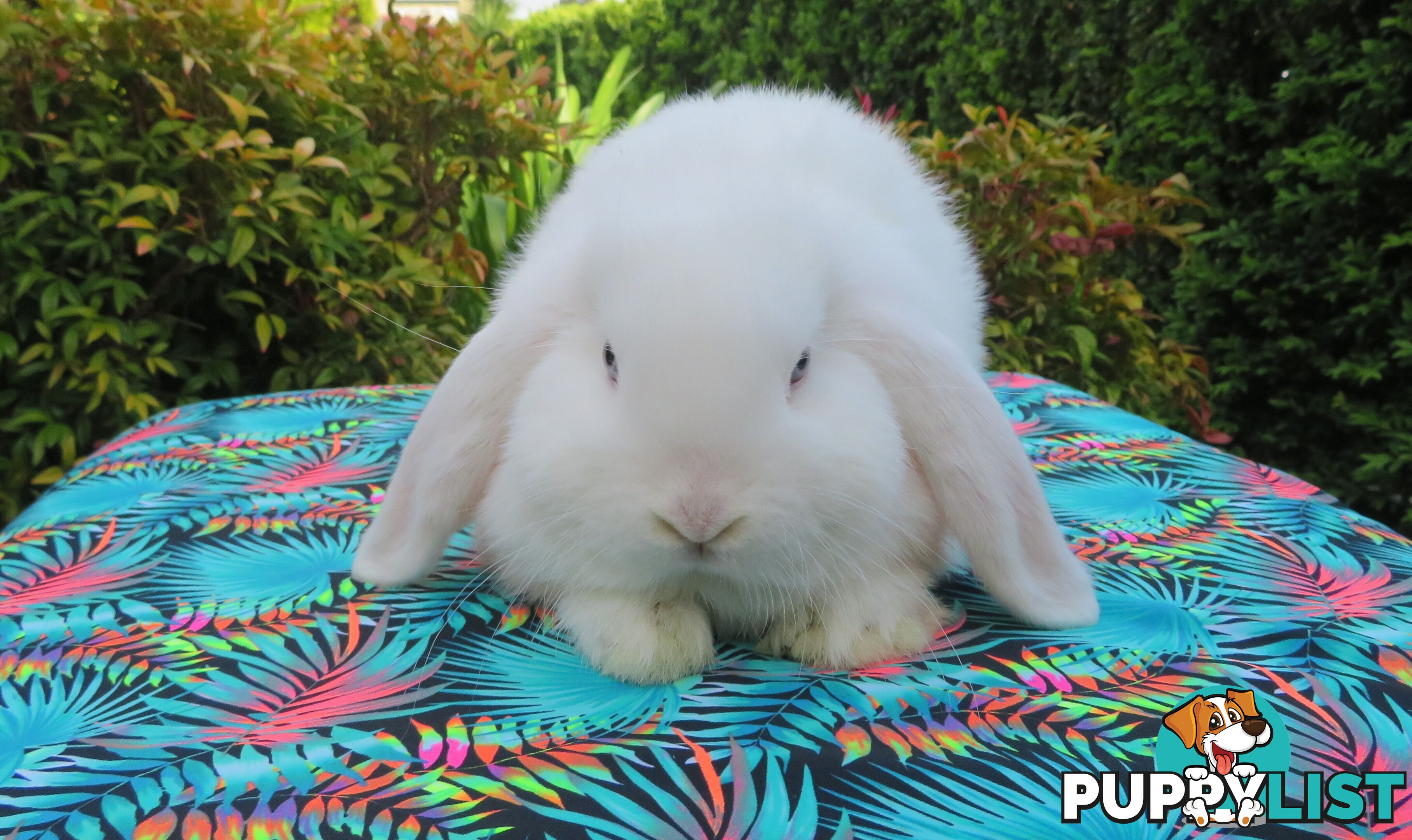 purebred baby mini lop rabbits