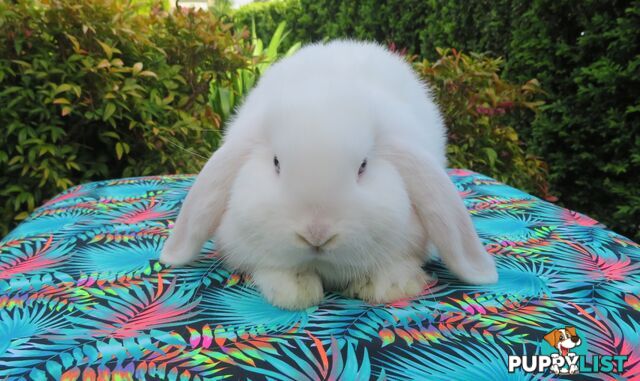 purebred baby mini lop rabbits