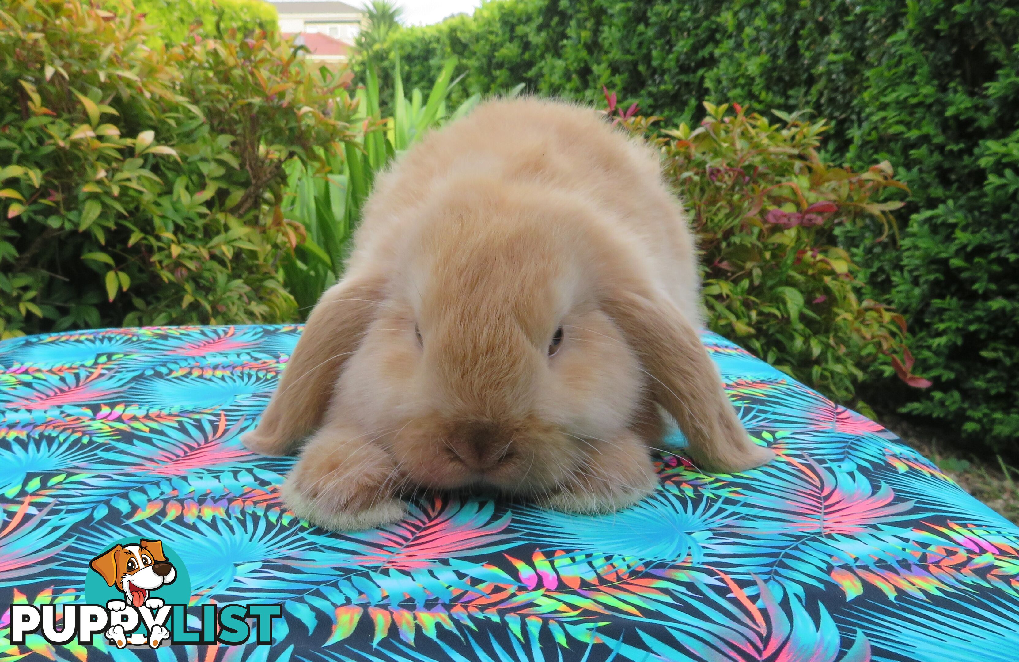 purebred baby mini lop rabbits