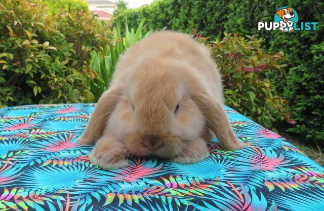 purebred baby mini lop rabbits