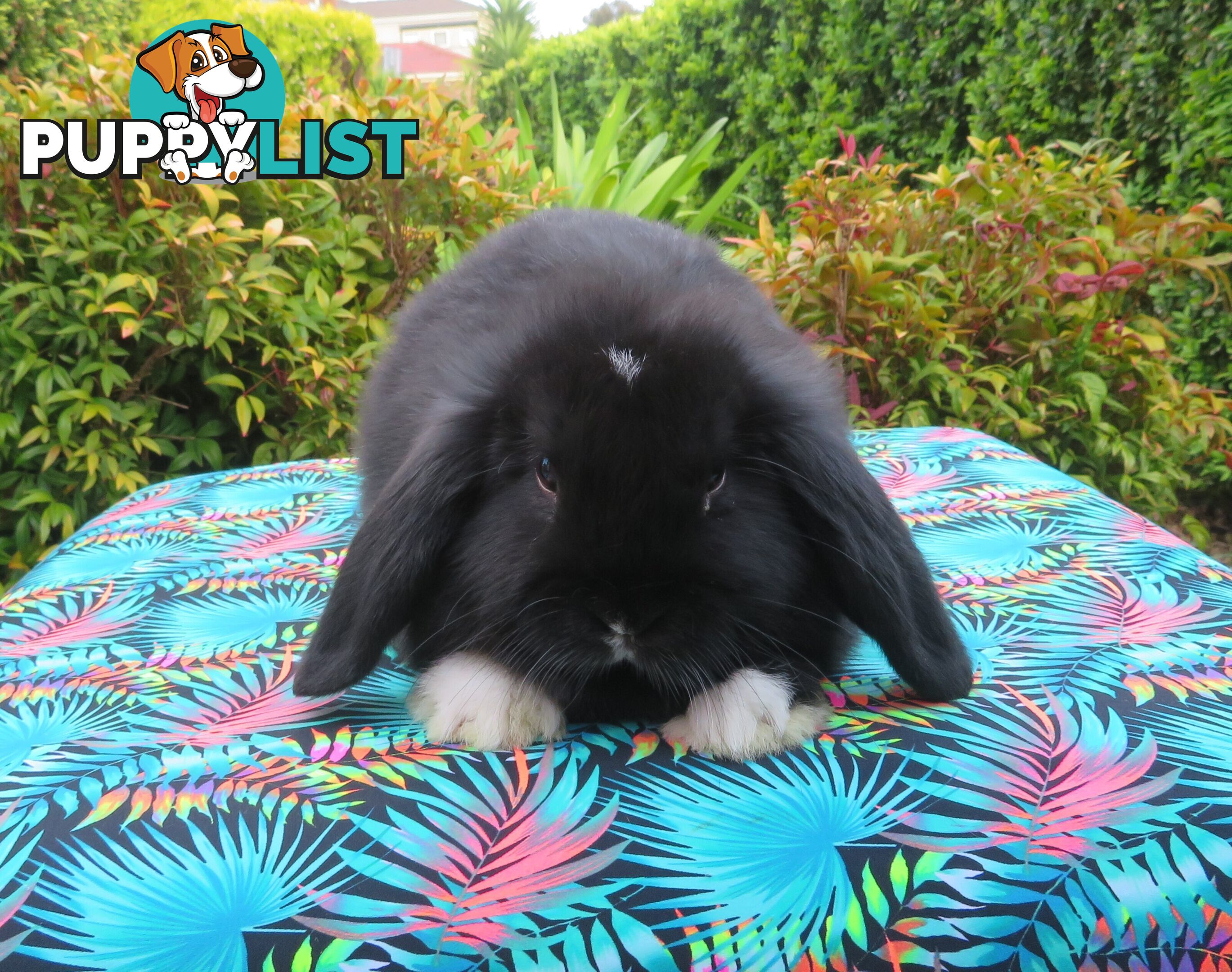 purebred baby mini lop rabbits