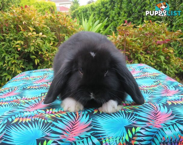 purebred baby mini lop rabbits