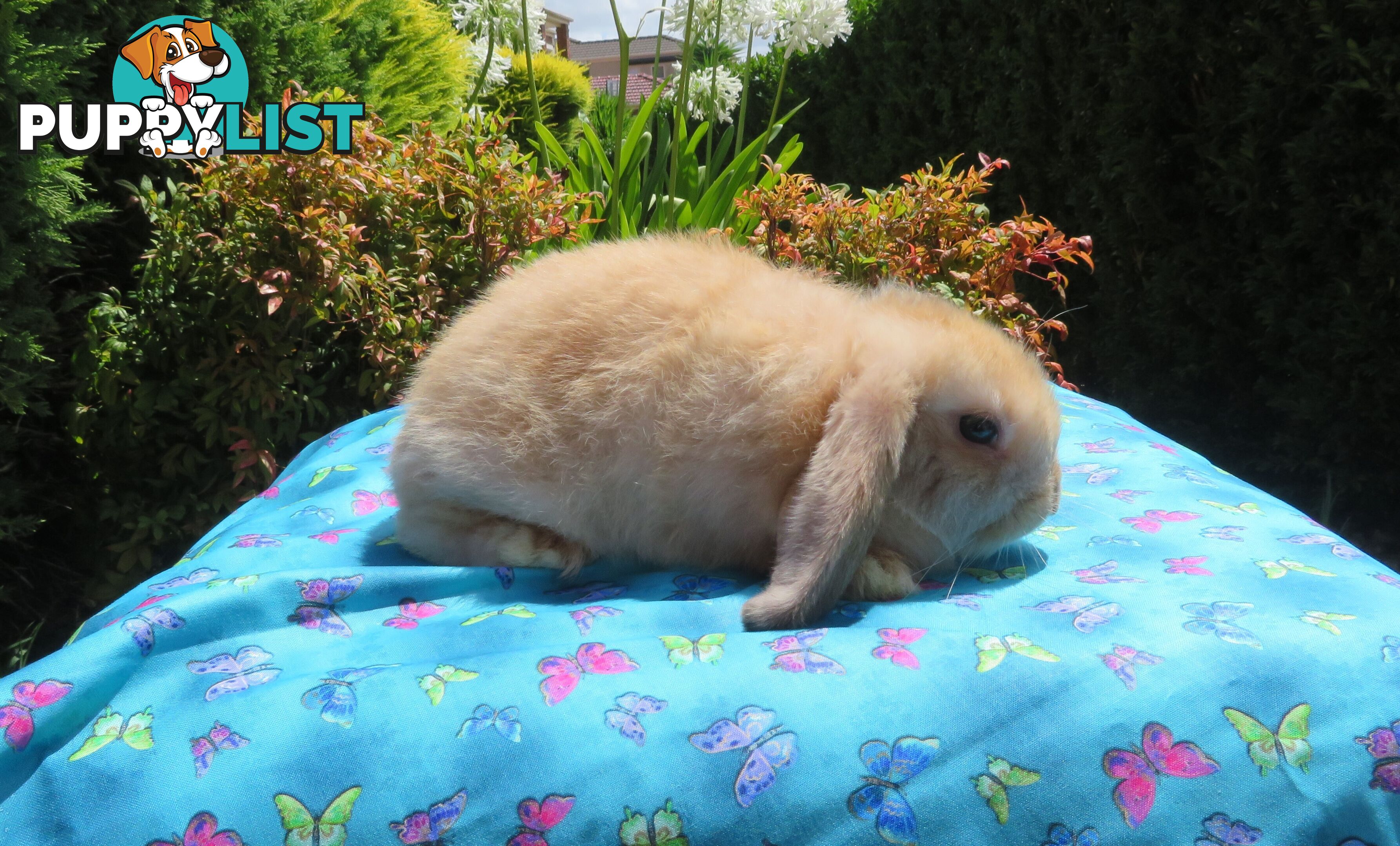 purebred baby mini lop rabbits