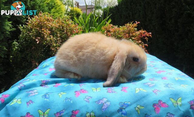 purebred baby mini lop rabbits