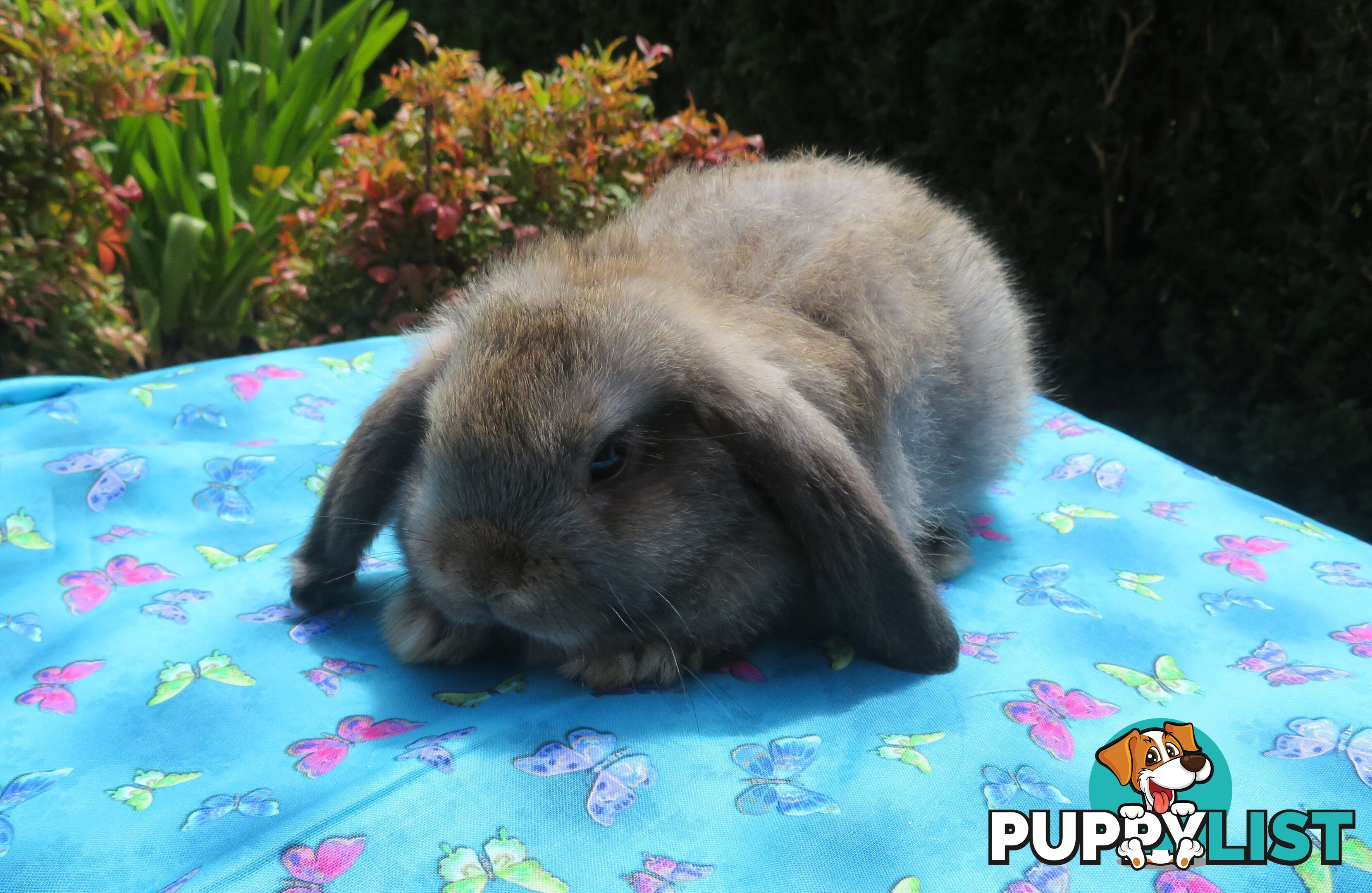 purebred baby mini lop rabbits