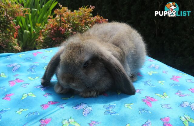 purebred baby mini lop rabbits