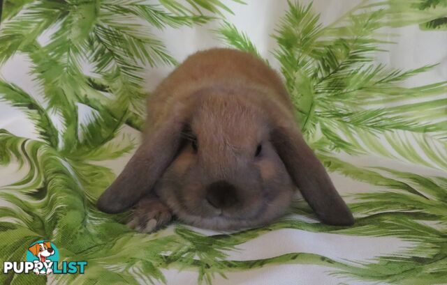 purebred baby mini lop rabbits