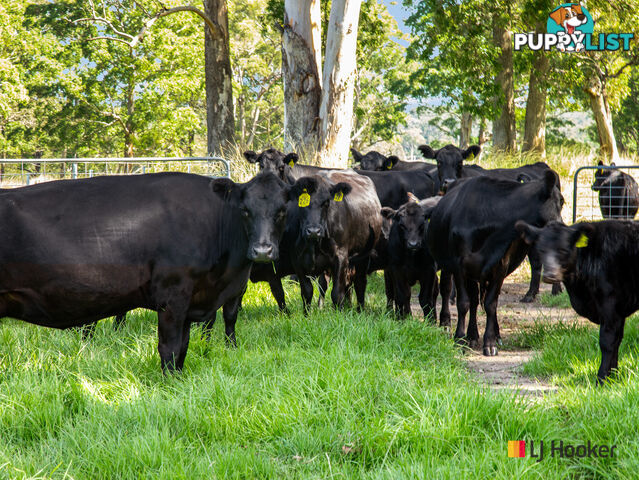 953 The River Road CURROWAN NSW 2536