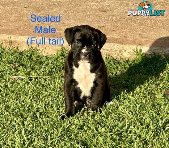 Purebred Boxer Puppies