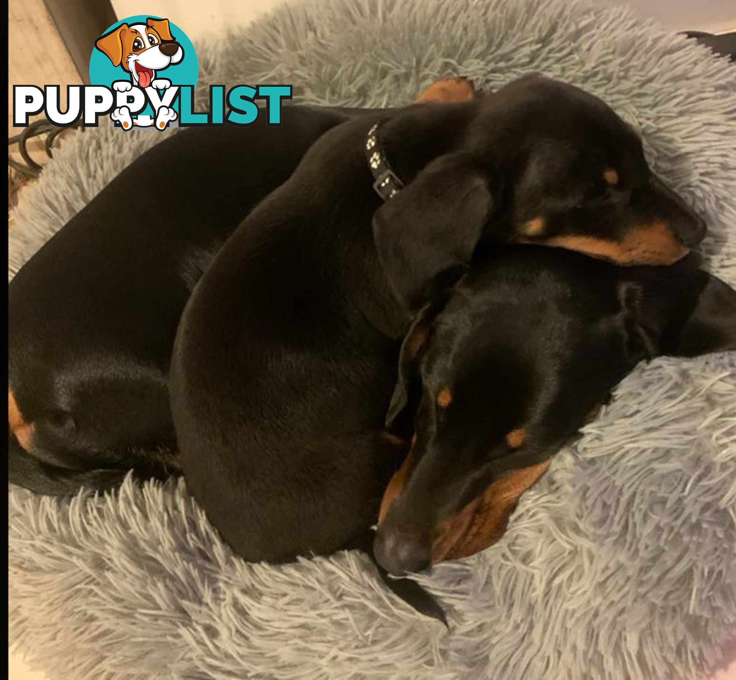 Miniature Dachshund Puppies -Wormed Vet Checked Vaccinated -READY NOW!