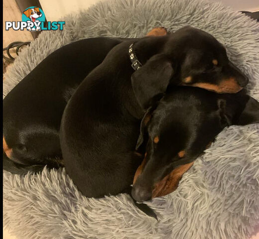 Miniature Dachshund Puppies -Wormed Vet Checked Vaccinated -READY NOW!