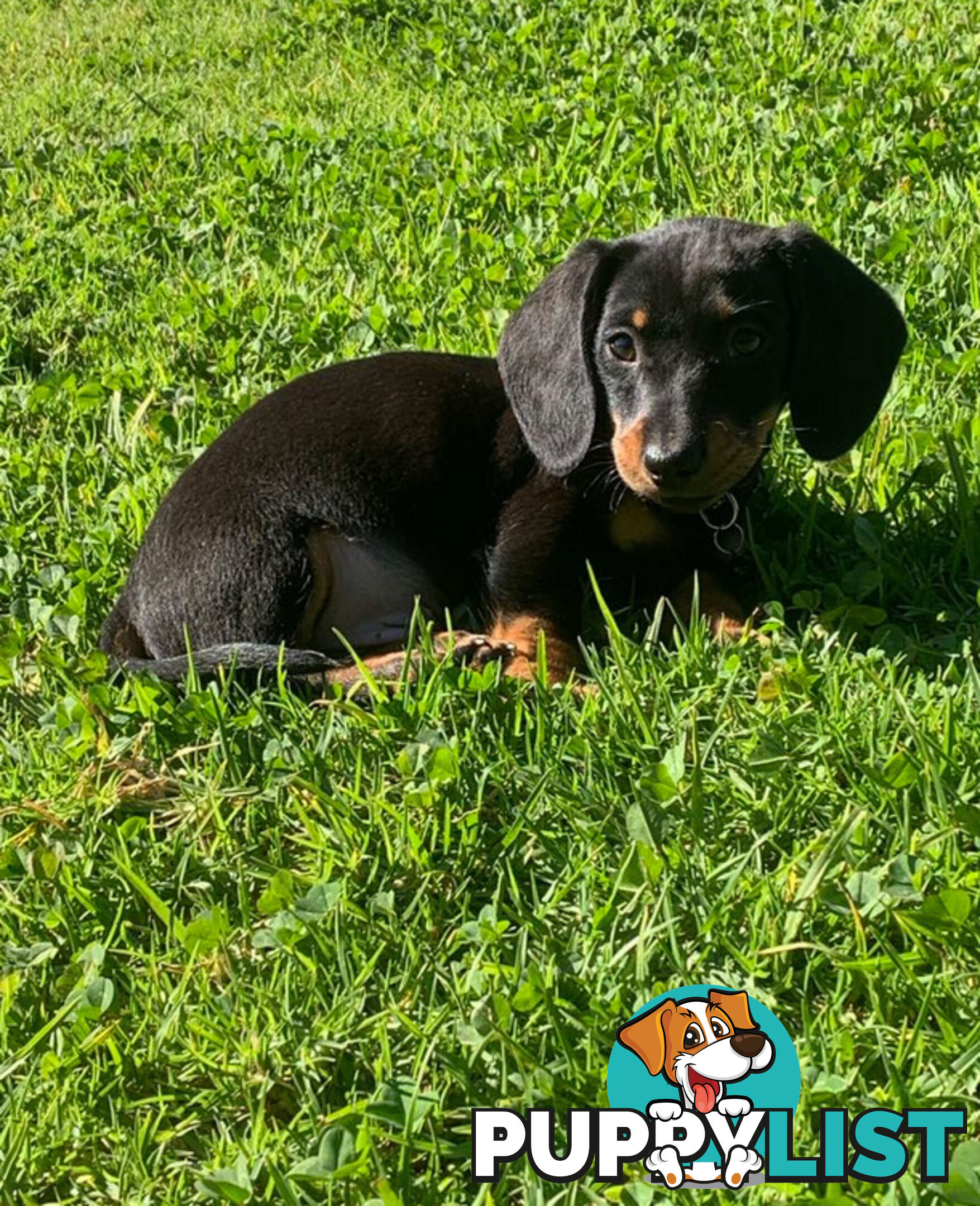 Miniature Dachshund Puppies -Wormed Vet Checked Vaccinated -READY NOW!