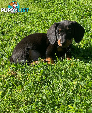 Miniature Dachshund Puppies -Wormed Vet Checked Vaccinated -READY NOW!