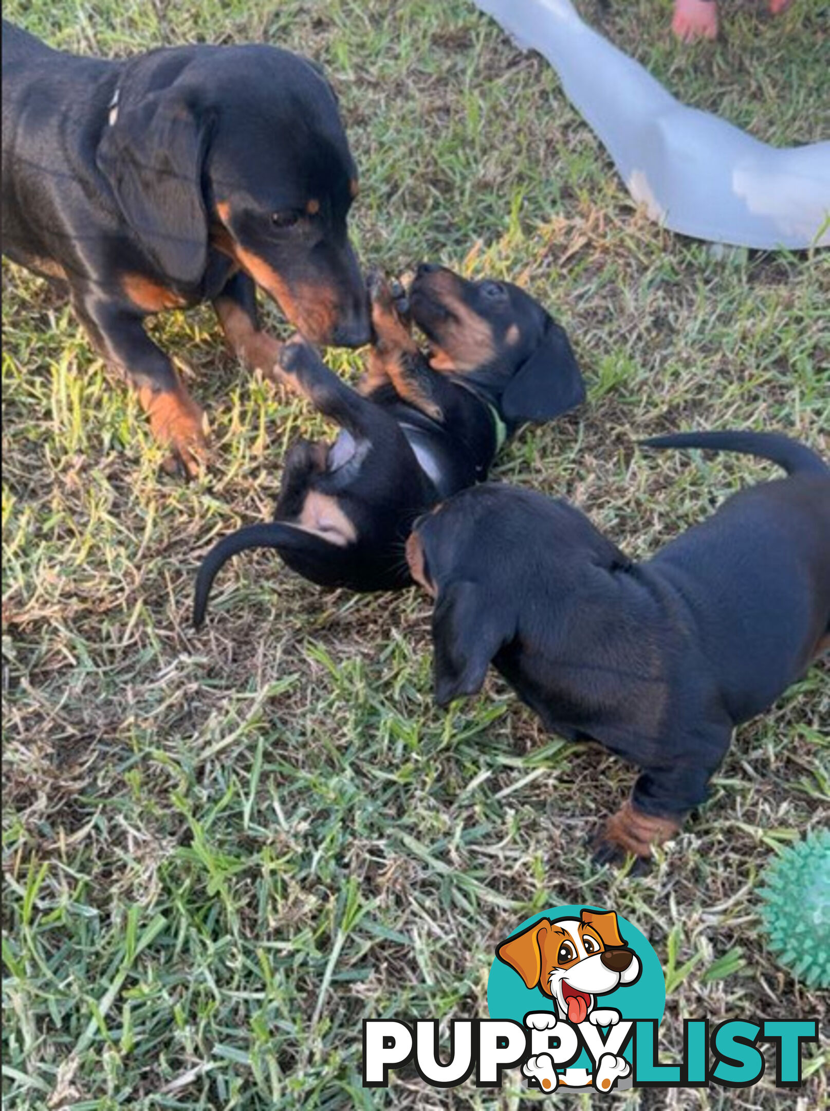 Miniature Dachshund Puppies -Wormed Vet Checked Vaccinated -READY NOW!
