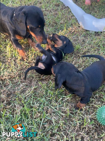 Miniature Dachshund Puppies -Wormed Vet Checked Vaccinated -READY NOW!