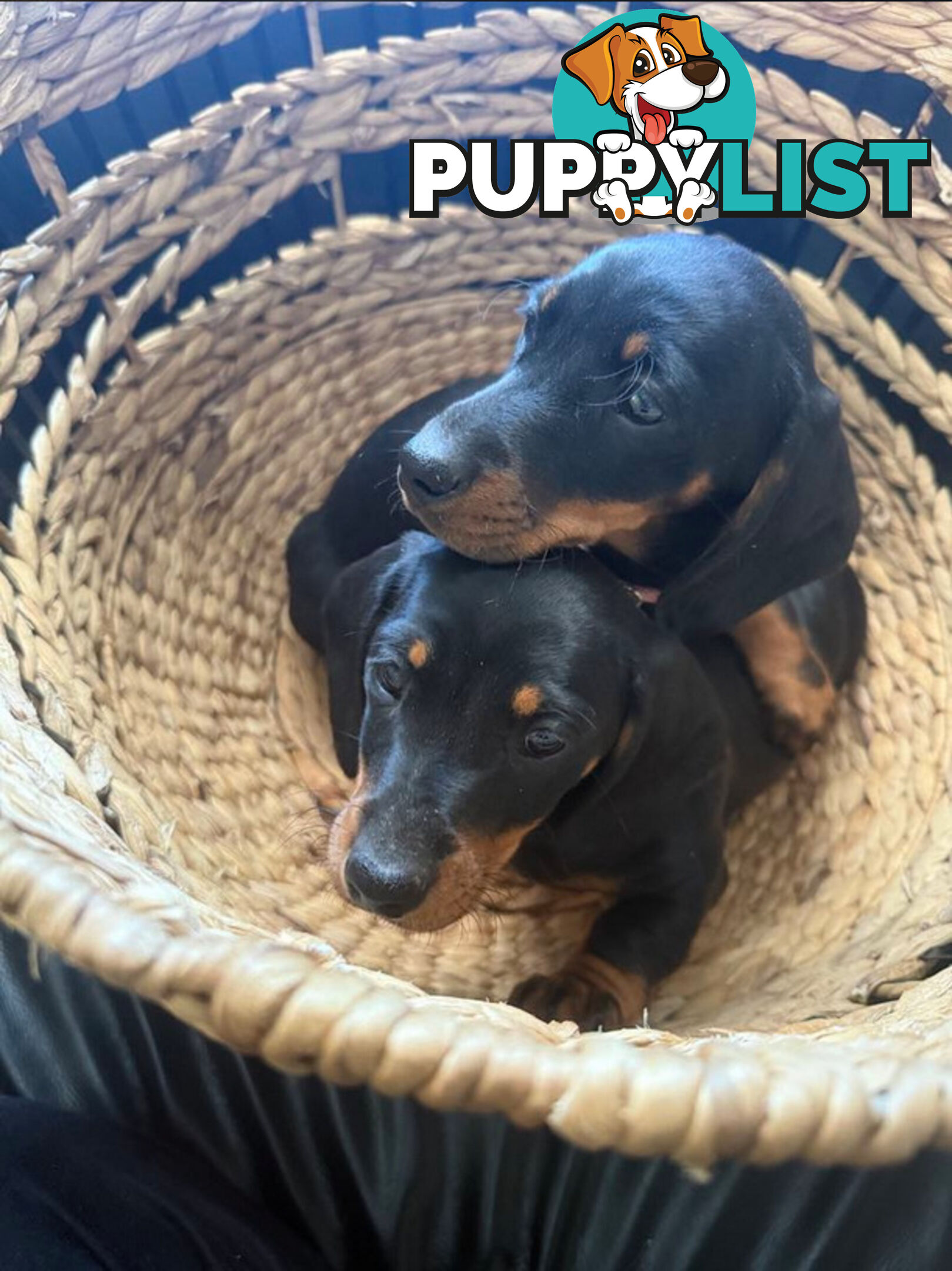 Miniature Dachshund Puppies -Wormed Vet Checked Vaccinated -READY NOW!