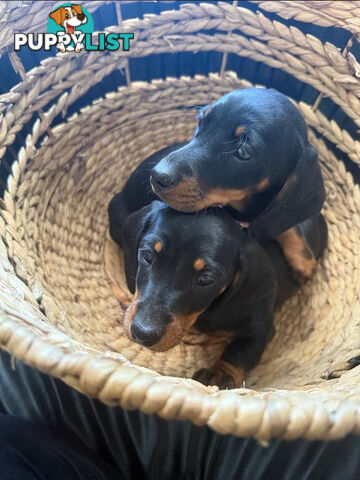 Miniature Dachshund Puppies -Wormed Vet Checked Vaccinated -READY NOW!