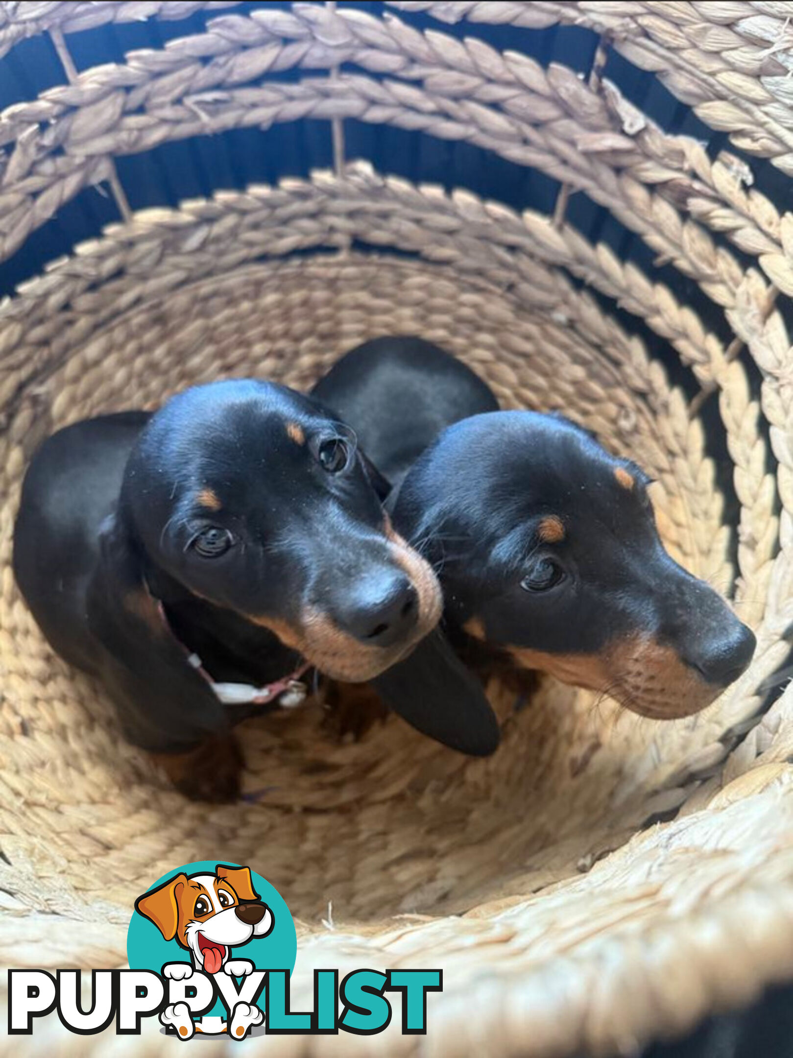 Miniature Dachshund Puppies -Wormed Vet Checked Vaccinated -READY NOW!