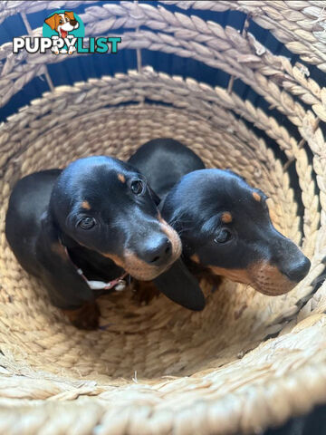 Miniature Dachshund Puppies -Wormed Vet Checked Vaccinated -READY NOW!