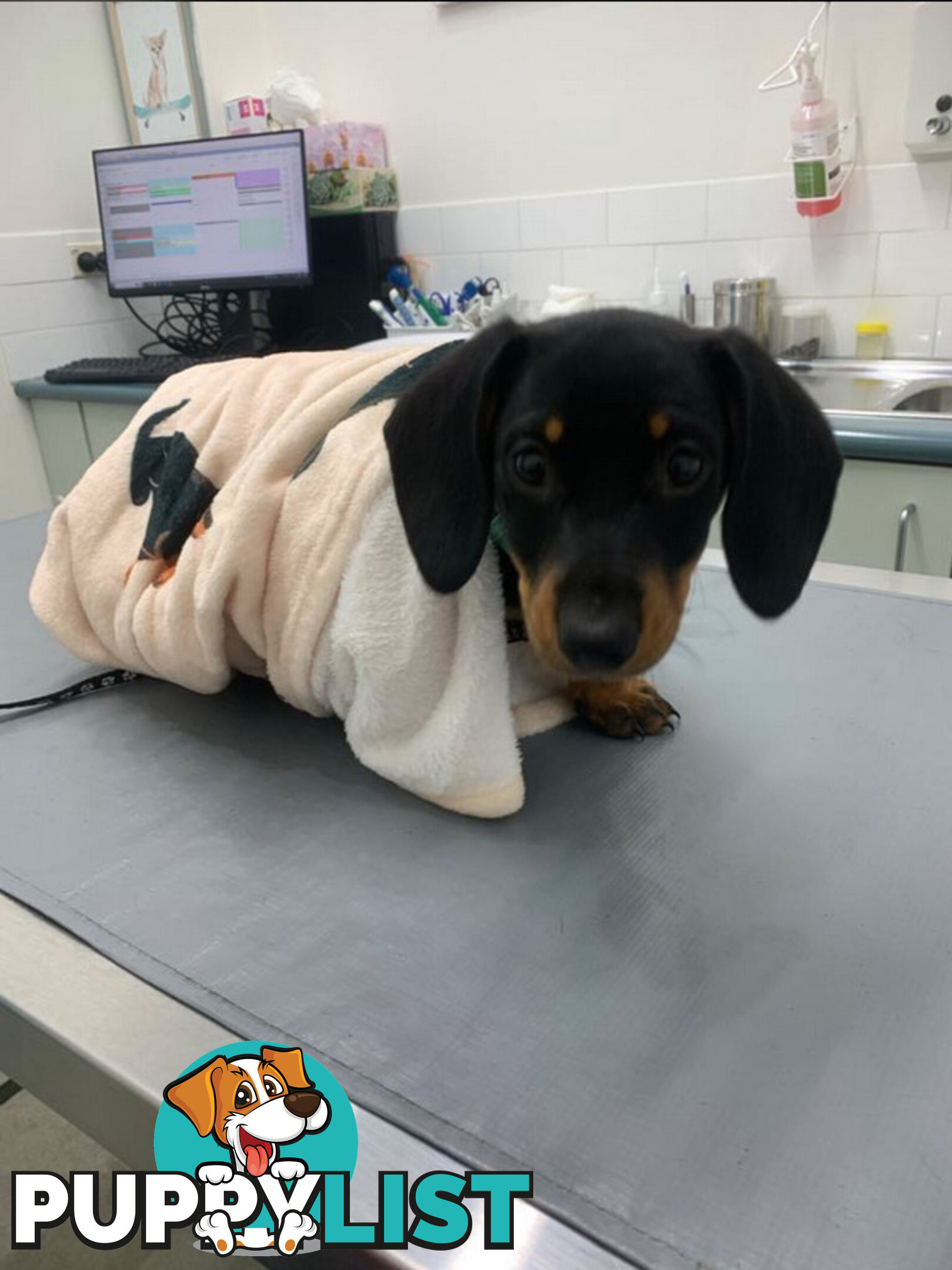 Miniature Dachshund Puppies -Wormed Vet Checked Vaccinated -READY NOW!
